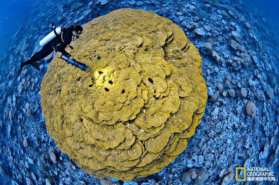 金曼礁國家紀念區(qū)，太平洋攝影：Brian Skerry，國家地理創(chuàng)意版
