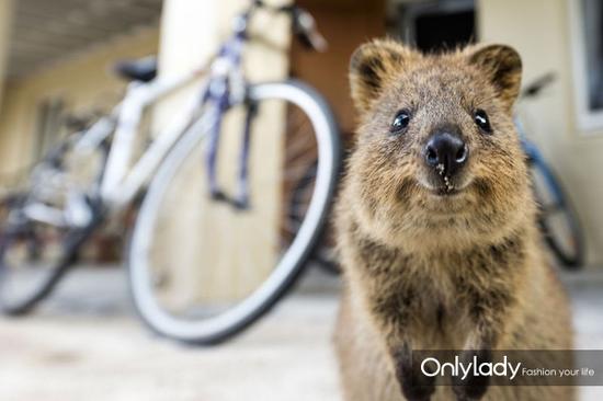 可愛(ài)的“袋鼠”