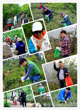 在這么美的地方體驗(yàn)采茶，簡(jiǎn)直太有感覺(jué)了