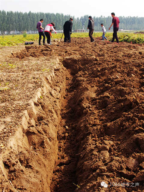 都說山藥埋得深，您還是眼見為實(shí)吧