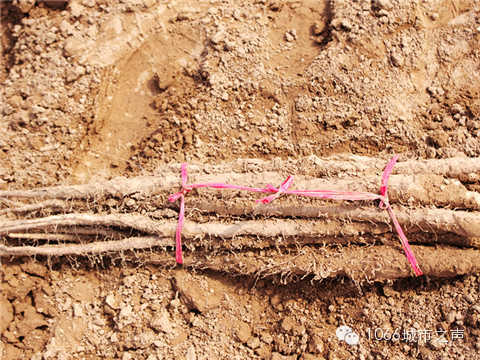 工人們挖好的山藥，整齊地躺在田地上