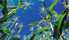 玉米割苗能增產(chǎn)20%～30%？不靠譜！