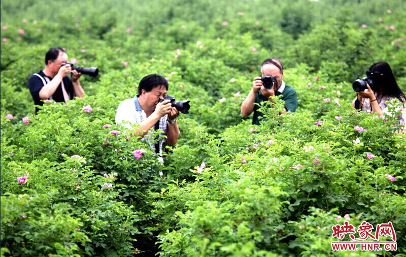 孟津?yàn)e源玫瑰谷賞花活動(dòng)