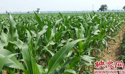種植其他品種的玉米苗枝粗葉大，郁郁蔥蔥
