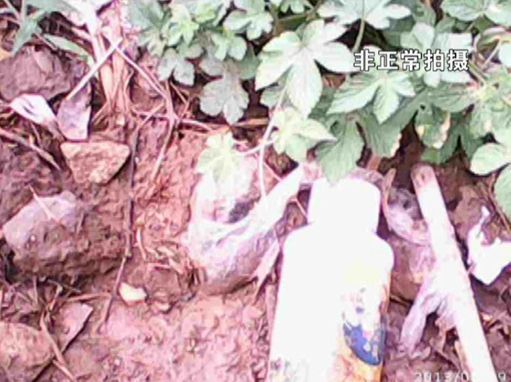 大棚蔬菜園區(qū)里到處丟棄著農(nóng)藥廢物。