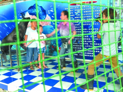 海獅就這樣被飼養(yǎng)員和攝影師擺弄，稍不聽話就會遭到毒打。