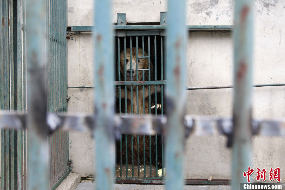 6月19日，河南鄭州，新密市動物園咬死飼養(yǎng)員的肇事棕熊被暫押在鄭州動物園內(nèi)，該熊“臥室”周圍被三重鋼