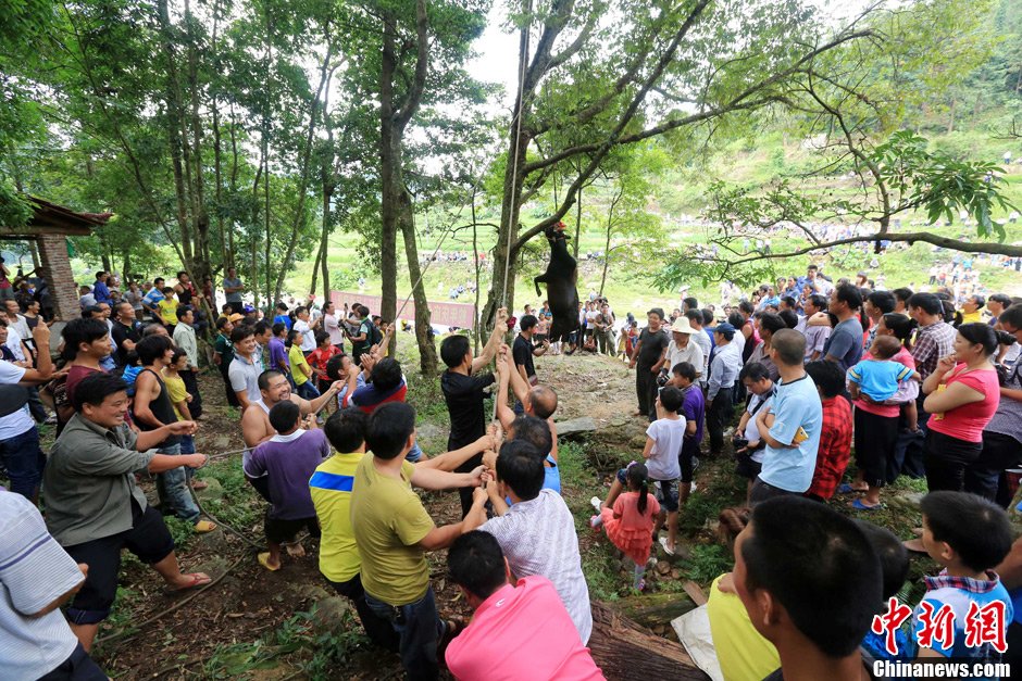 黃牛被侗族村民合力吊在樹上。譚凱興 攝