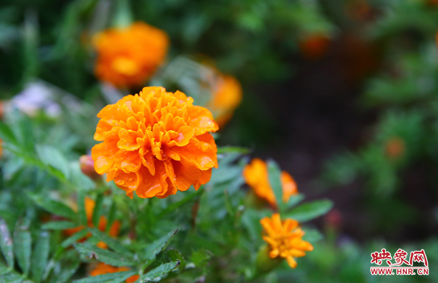 一場(chǎng)秋雨洗去花朵上多日來(lái)的塵埃，嬌艷欲滴。