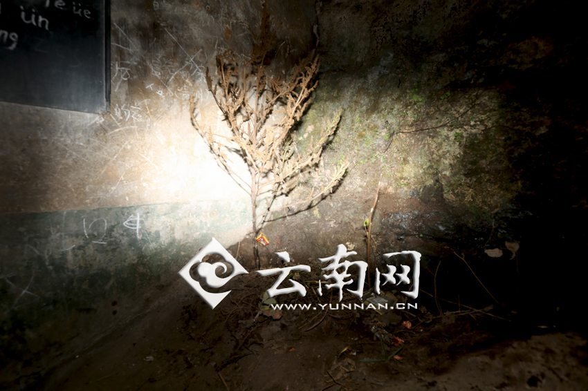 　教室里沒有燈，光線太暗，村民便種下了野蘇麻，希望教室有綠色，讓孩子們看到“希望”。 徐弘毅 攝