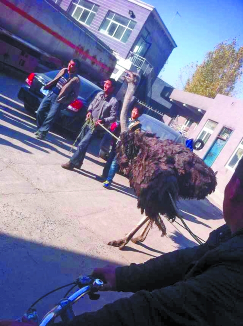 鴕鳥(niǎo)在加油站內(nèi)被制服