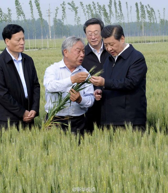 習(xí)近平走進(jìn)糧田,看麥穗灌漿,問(wèn)農(nóng)田建設(shè)。