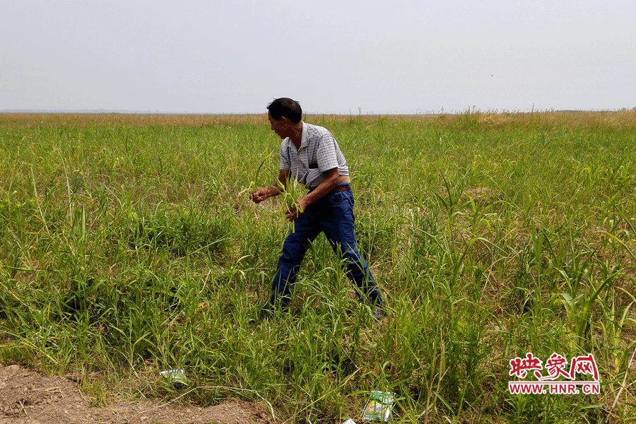 被農(nóng)藥摧毀的玉米。