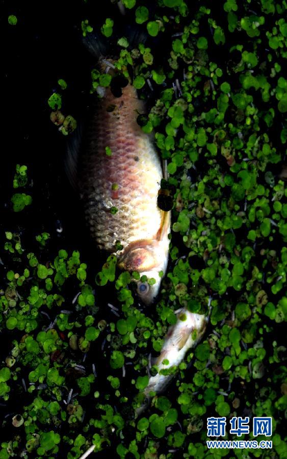 鄭州西流湖生態(tài)水系遭破壞 鄭州西流湖生態(tài)水系遭破壞