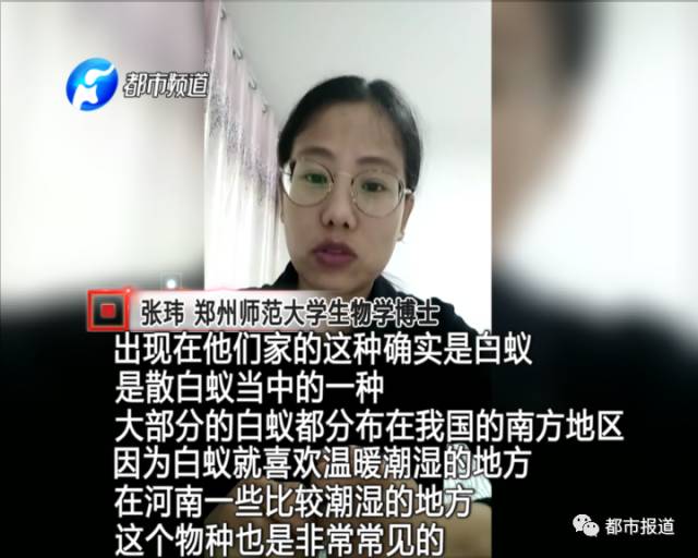 蟻?zhàn)宕筌娙肭?！十幾萬裝修的新家被“吃掉”