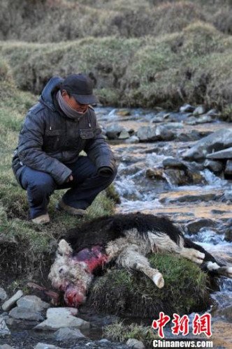 　今年，他家已經(jīng)有3只羊被狼咬死。確·胡熱攝