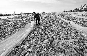12日，工人在海南省樂(lè)東縣佛羅鎮(zhèn)清理被臺(tái)風(fēng)刮爛的哈密瓜薄膜架子。 新華社發(fā)