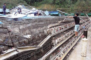 11月13日，位于三亞市吉陽(yáng)鎮(zhèn)的三亞市菜籃子蛋雞基地，工人們正在搶修雞舍設(shè)施。