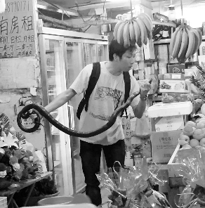 捕蛇專家張亮抓住眼鏡王蛇。信息時(shí)報(bào)記者 康健 翻拍