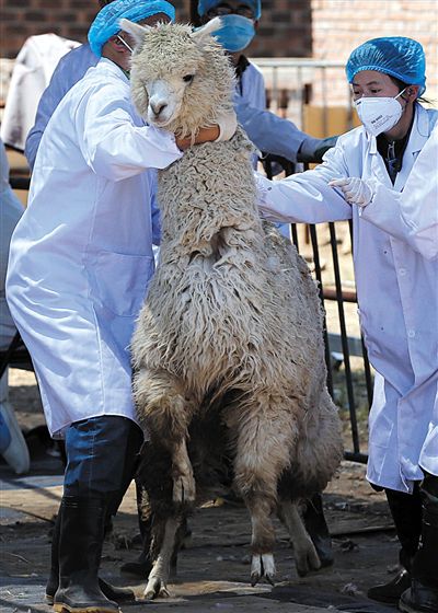好強壯！我真的不是虛胖，兩三個人別想控制我。