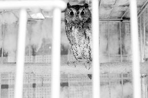  萌萌的貓頭鷹是飼養(yǎng)的熱門 現代快報記者 李雨澤/攝