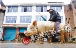 蔣大爺騎著他的種豬出門，回頭率很高。