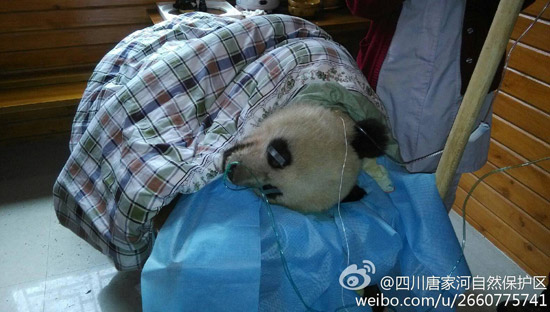 圖據@四川唐家河自然保護區(qū)