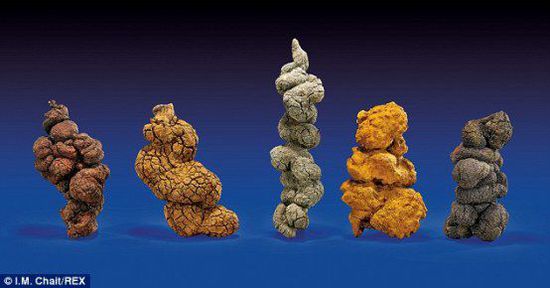 古時海龜五份糞便樣本也將拍賣。