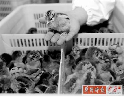 五一過后，雞苗價格逐步漲至2元