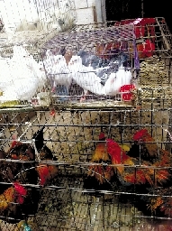 銷量大不如前，近期可能漲價