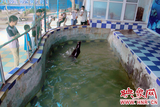 圖為游客在護欄網(wǎng)外面，觀看海獅的表演。