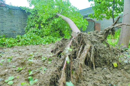 在焦作馬村區(qū)白莊老村，大樹(shù)被狂風(fēng)刮倒。
