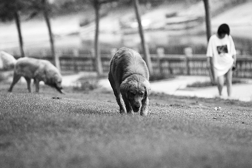 　喜歡養(yǎng)大狗狗的朋友，要抓緊給愛犬在郊外安個家哦！