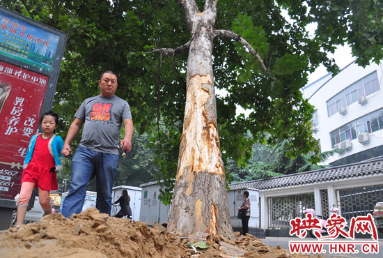 大樹根部翹起，歪向人行道邊。