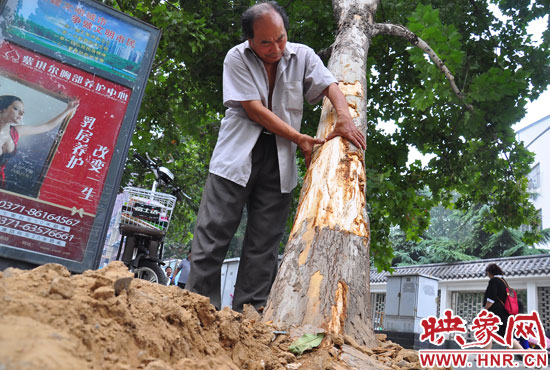 法桐受傷嚴(yán)重，樹皮上還沾著不少玻璃。