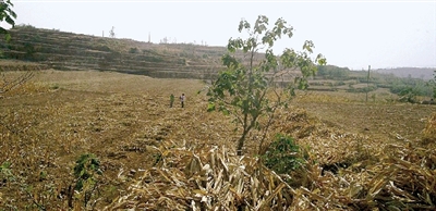 因干旱，農(nóng)田閑置尚未播種小麥