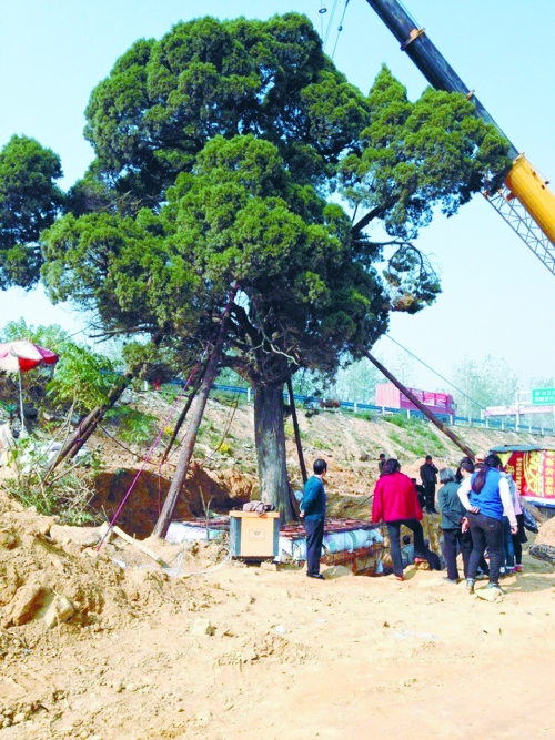 村民日夜守護(hù)著大柏樹(shù)