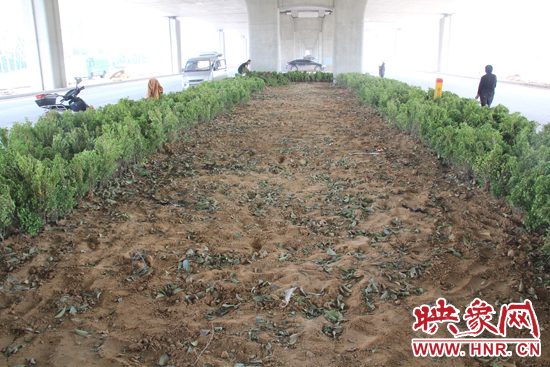 4月17日，當(dāng)記者經(jīng)過該路段時，發(fā)現(xiàn)那些“大葉女貞”并沒有繼續(xù)留在橋下生長，而是被悄悄移走了。