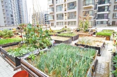  小區(qū)3層商鋪的樓頂是個(gè)大平臺(tái)，個(gè)人圍起來的“小菜園”約有50多個(gè)。