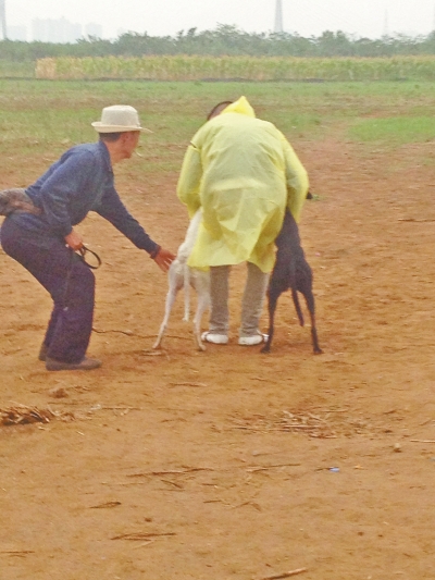 上場前，狗主人進(jìn)場撫摸自己的愛犬，給它打氣加油。