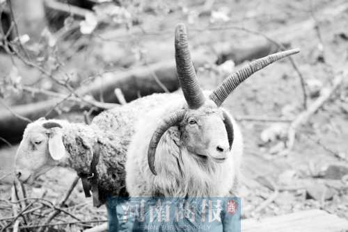 “咩……我的原主人說，他養(yǎng)了一輩子羊，也沒見過我這種情況”