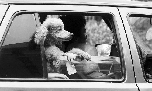 再帶著寵物出門坐出租車，可得想好了