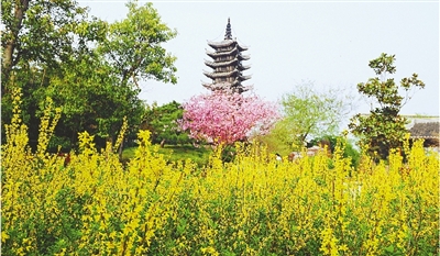 綠博園盛開的鮮花“期待”和市民“約會”。