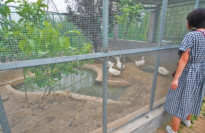 救助鳥(niǎo)類的大籠子里沒(méi)有鳥(niǎo)類，鴨子和鵝占了“鵲巢