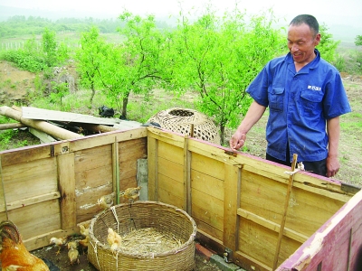 弟弟趙文富向記者介紹他們養(yǎng)雞的地方。