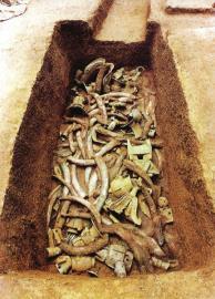 　　1月15日,青關(guān)山發(fā)掘出的大量象牙。攝影張磊　