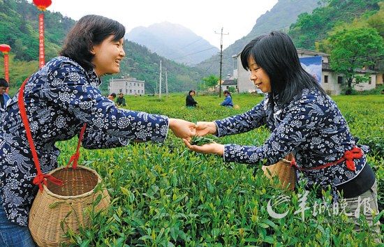 　　名茶六安瓜片原產(chǎn)地,游客身穿采茶女服裝在茶園體驗(yàn)采摘新茶的樂趣。