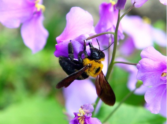 嬌美二月蘭 嬌美二月蘭