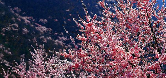 撿垃圾換玫瑰 女人節(jié) 愛在神農(nóng)山！