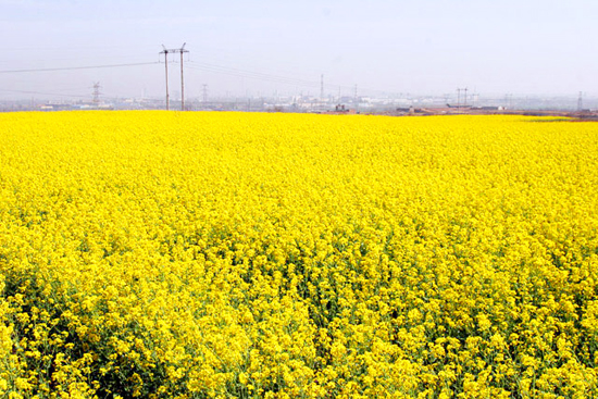 看油菜花不跑遠(yuǎn) 盤(pán)點(diǎn)專屬河南的油菜花田